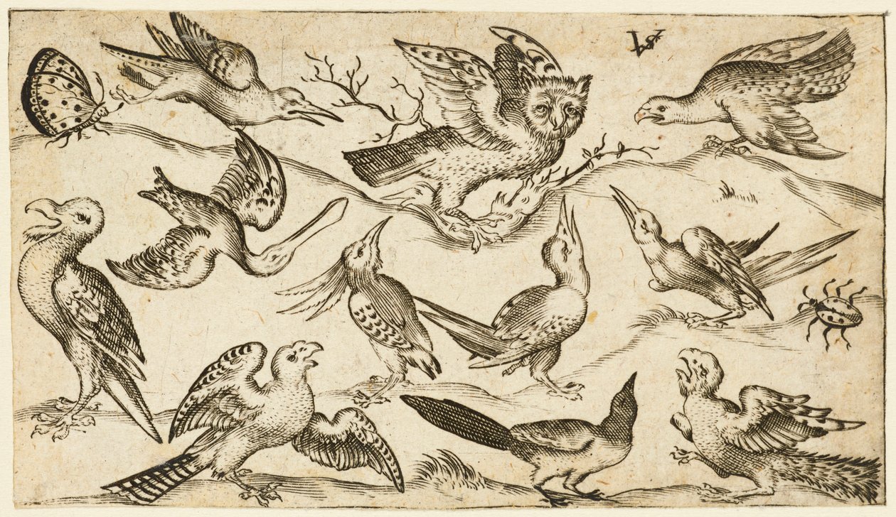 Onze oiseaux et deux insectes sur un sol minimal avec une chouette aux ailes déployées, 1572 - Virgil Solis