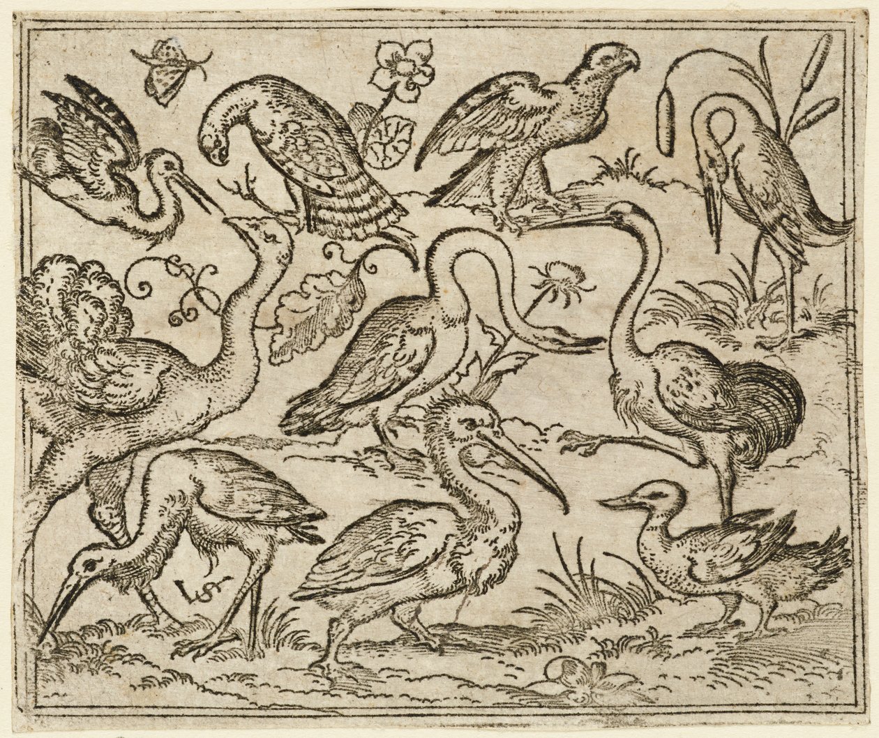 Autruche à gauche avec neuf autres oiseaux, dont un héron et un pélican..., 1557 - Virgil Solis