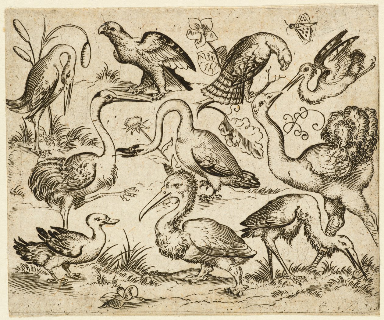 Autruche à gauche avec neuf autres oiseaux, y compris un héron et un pélican - Virgil Solis