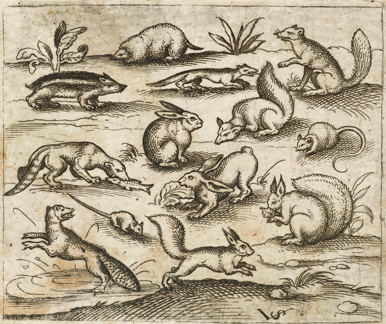 Groupe de petits animaux de la forêt autour d