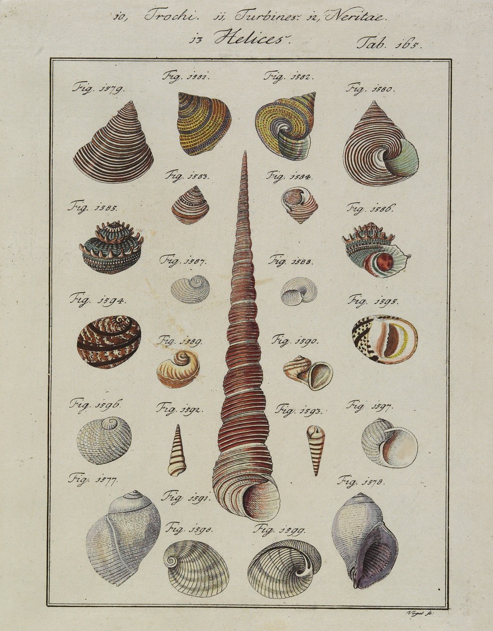 Coquillages : Trochi, Turbines, Neritae Helices, du Neues Systematisches Conchylien-Cabinet, 1784 - Vogel