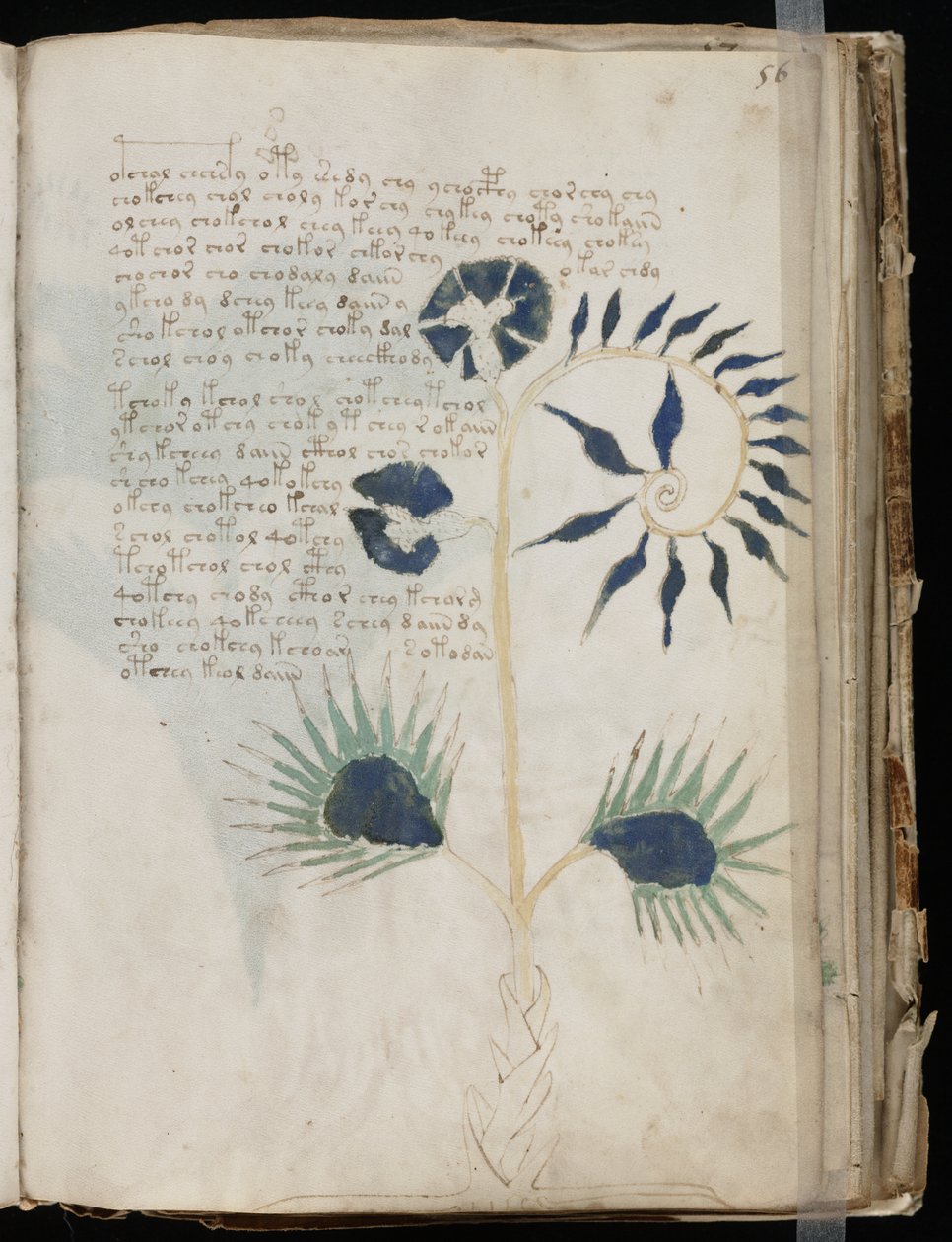 Cette page du manuscrit Voynich pourrait montrer l