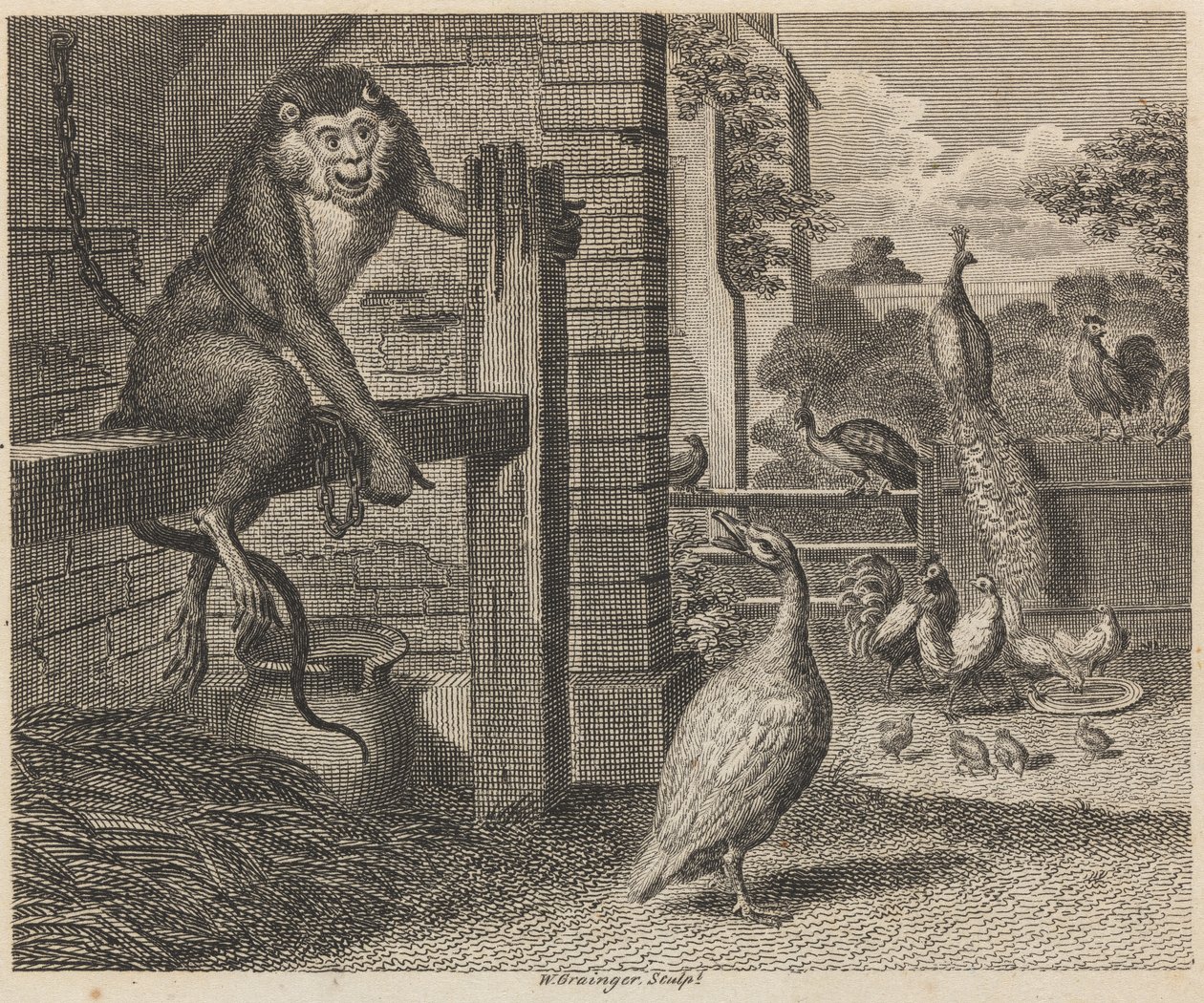 Le babouin et la volaille - W. Grainger