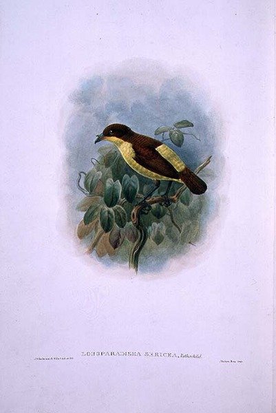Loboparadisea serica, Oiseau de paradis à bec d