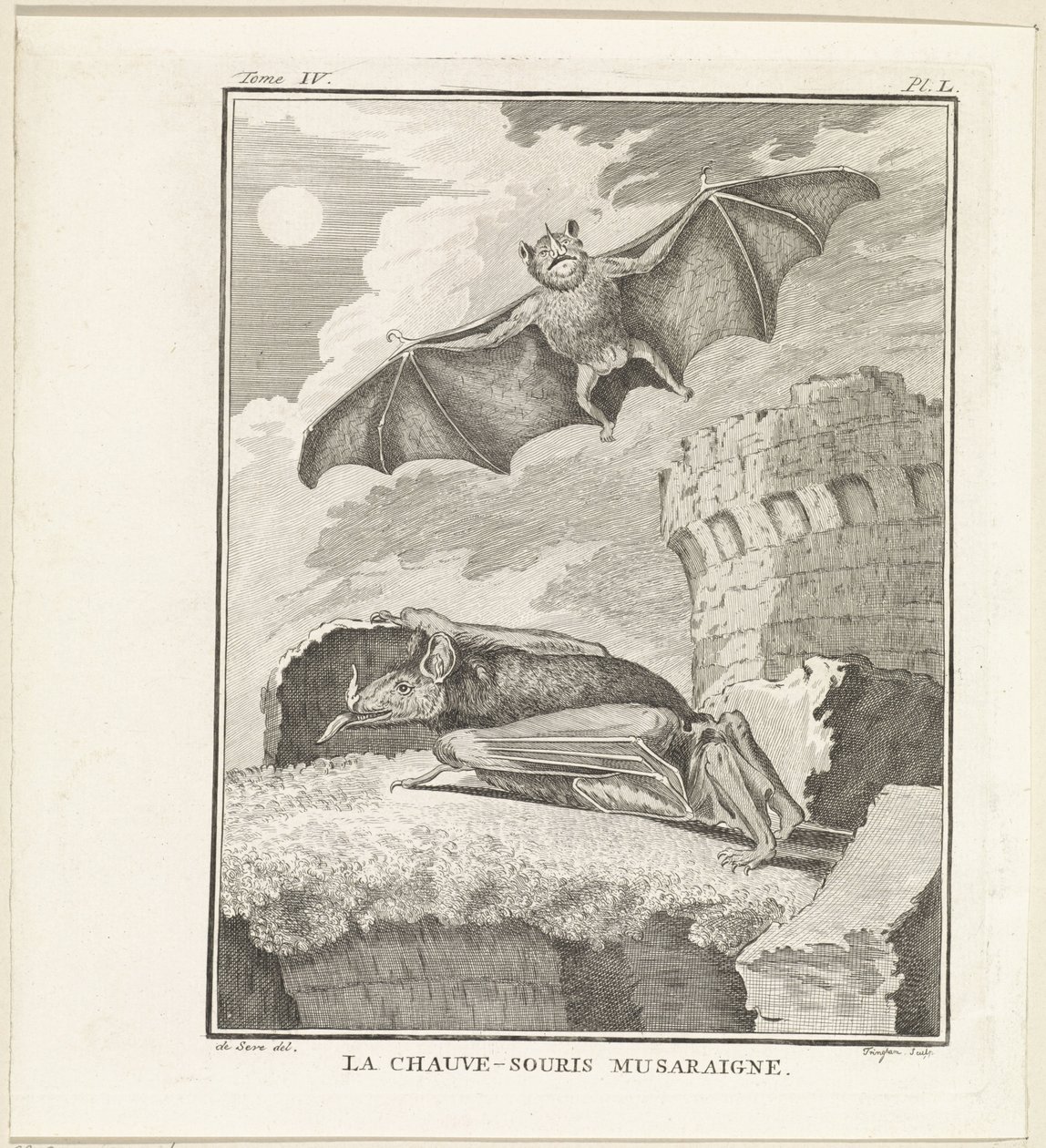 Chauves-souris - W. Tringham