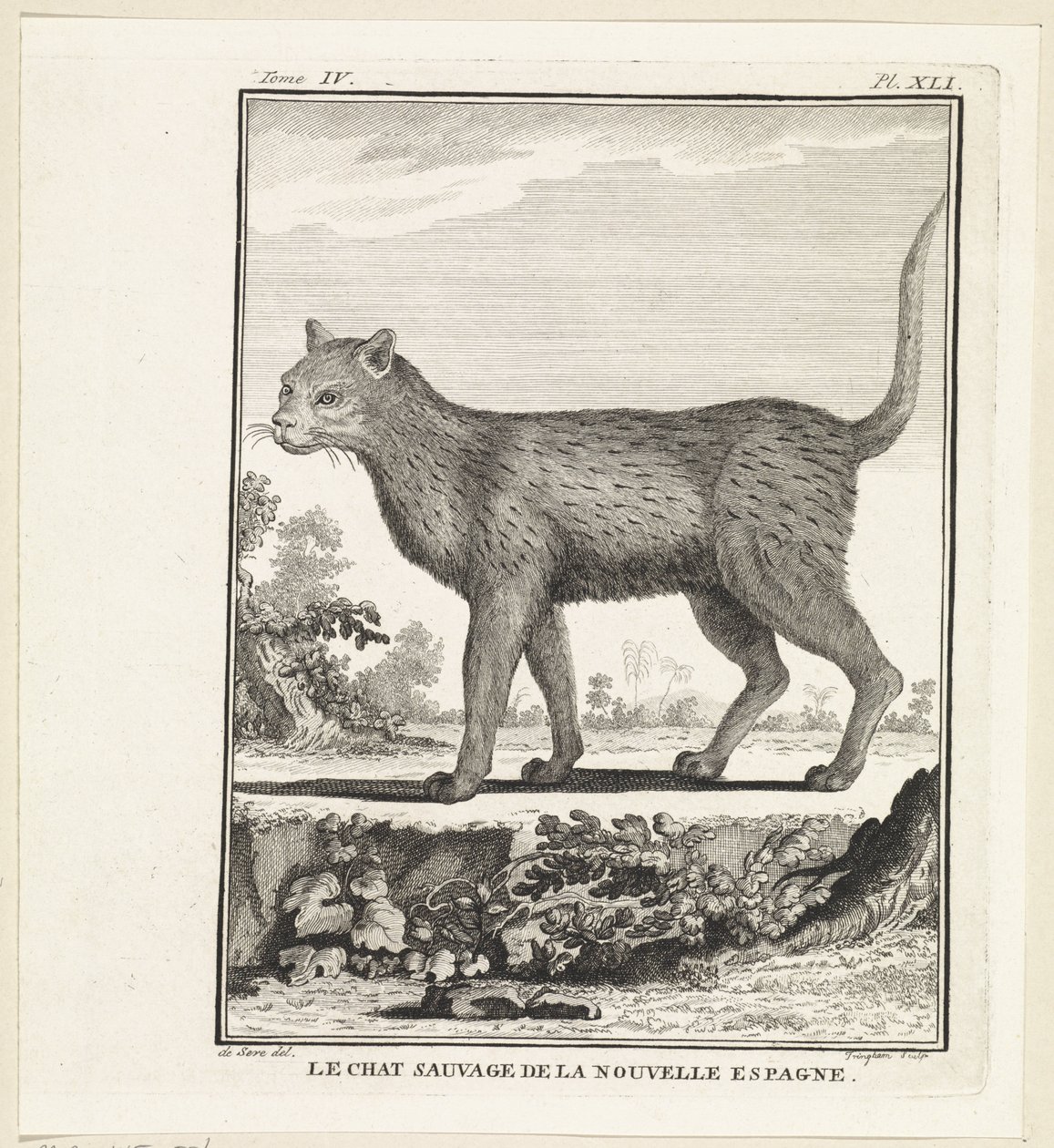 Le chat sauvage de la Nouvelle-Espagne - W. Tringham