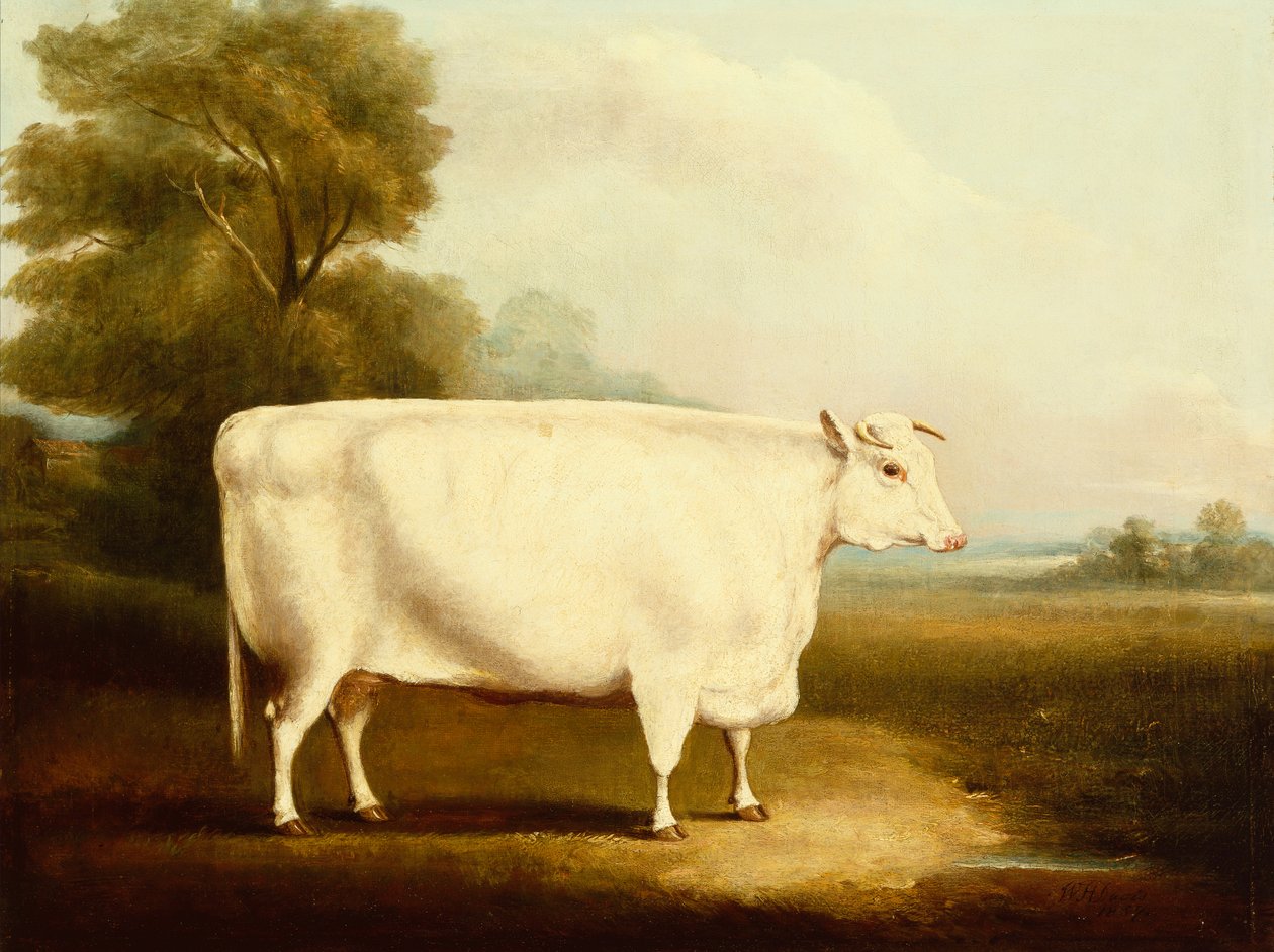 Un bouvillon à cornes courtes dans un champ - W Willoughby