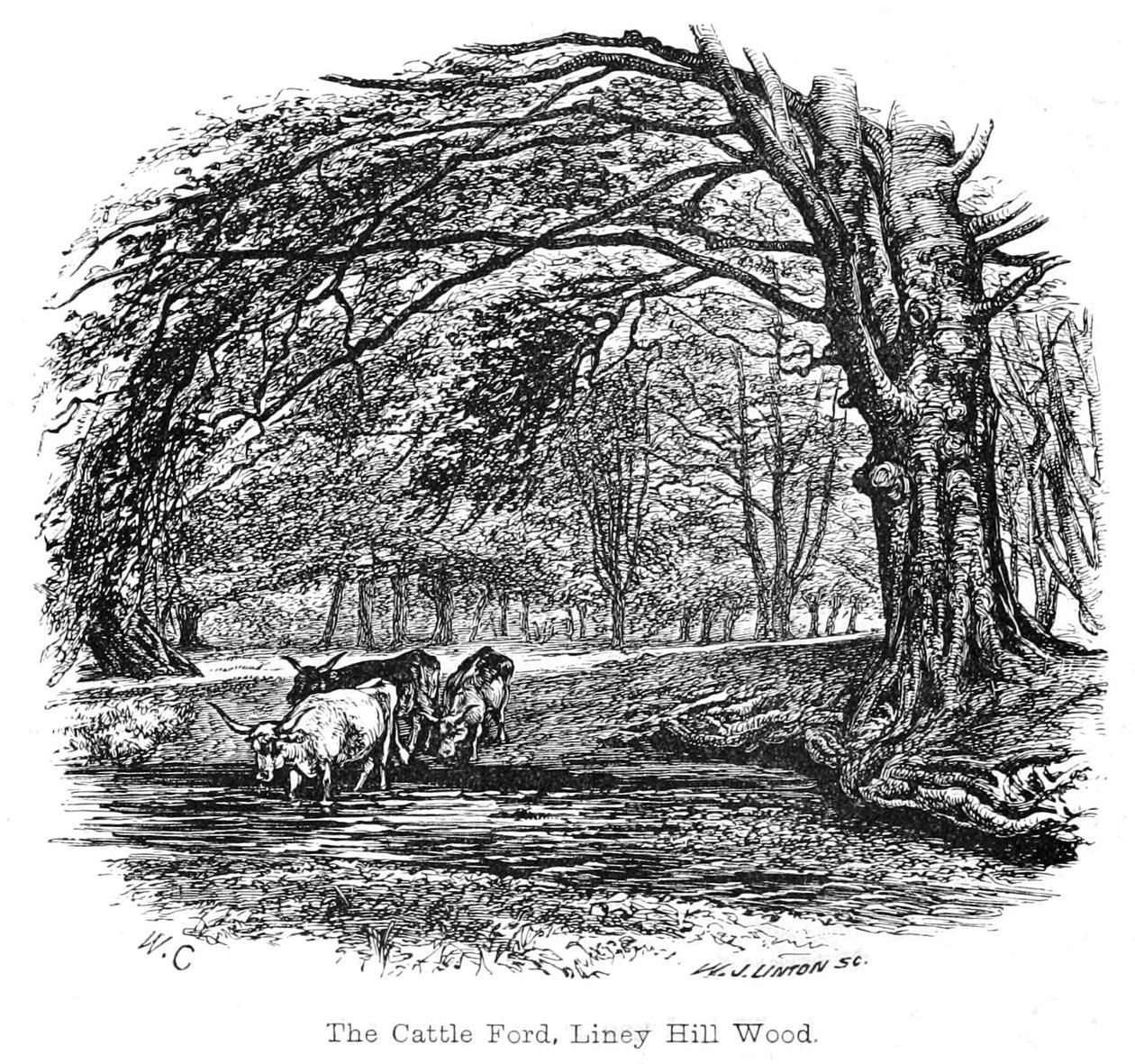 Le Gué des bovins, bois de Liney Hill - Walter Crane