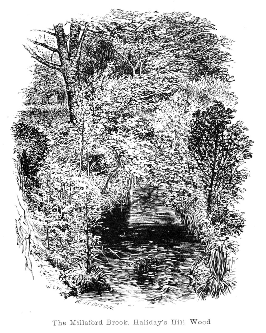 Le Ruisseau de Millaford, bois de Halidays Hill - Walter Crane