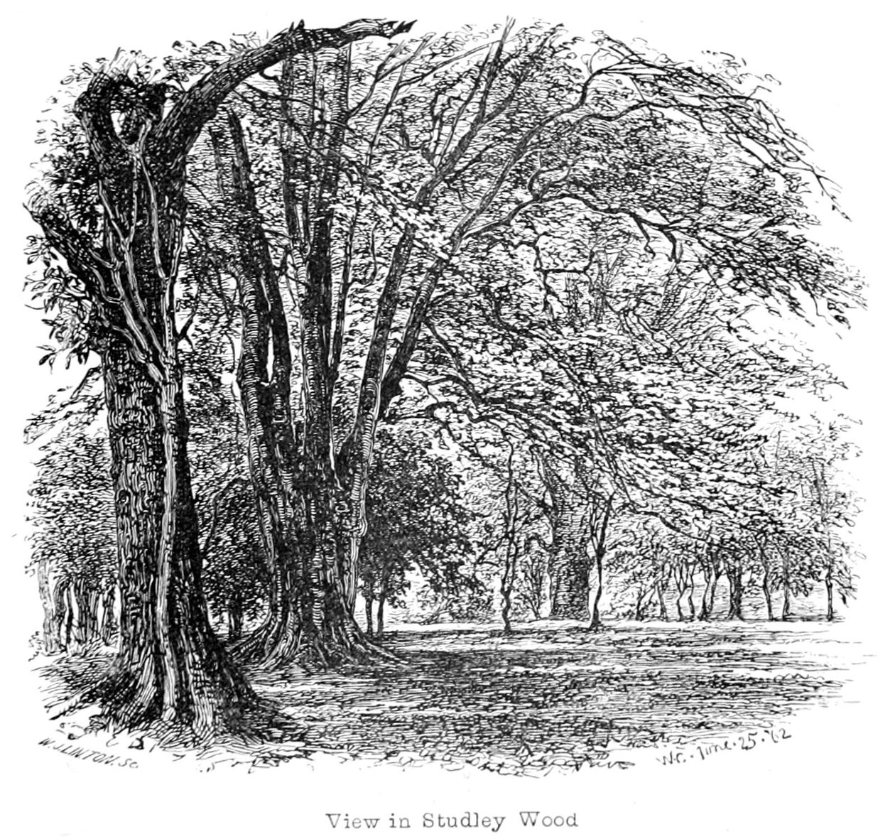 La Nouvelle Forêt, son histoire et ses paysages - Walter Crane