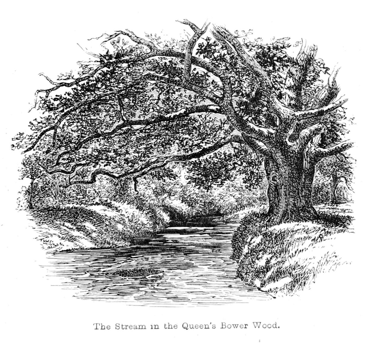 Le Ruisseau dans le bois de Queens Bower - Walter Crane