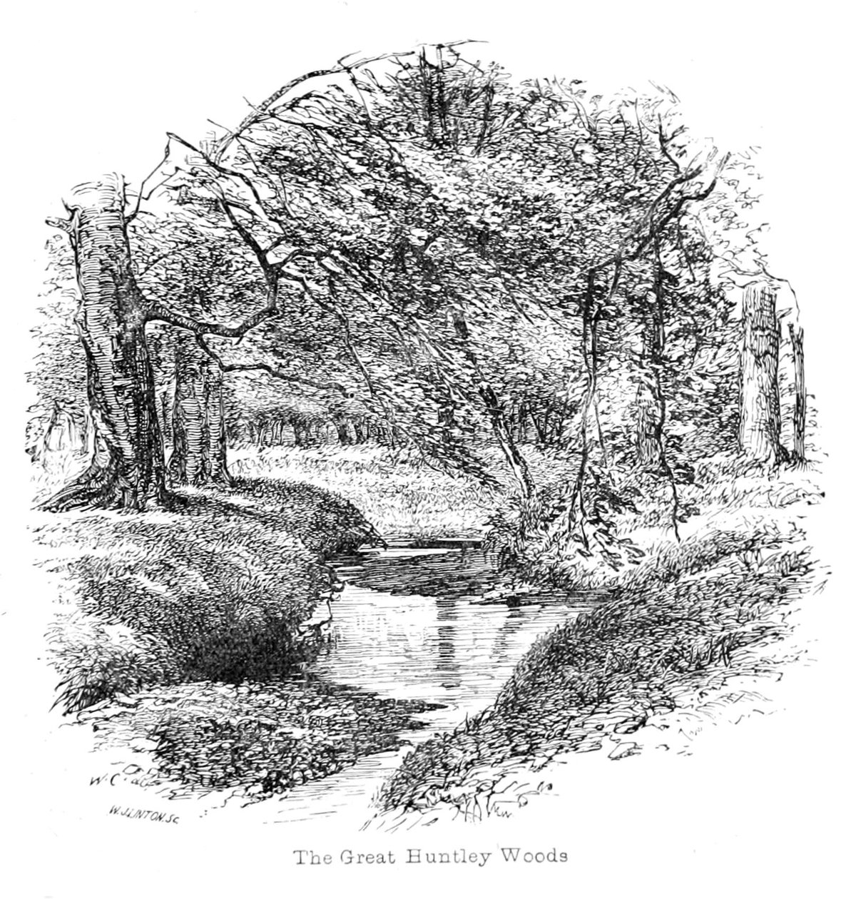 Vue dans les grands bois de Huntley - Walter Crane