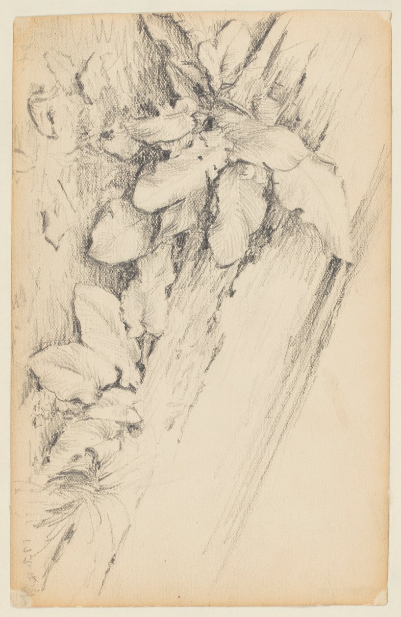 Étude de plantes et tronc d