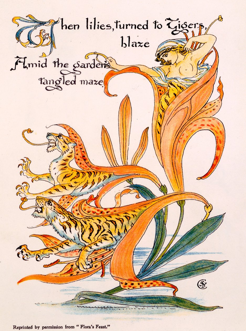 Lys tigrés, illustration de « Flora