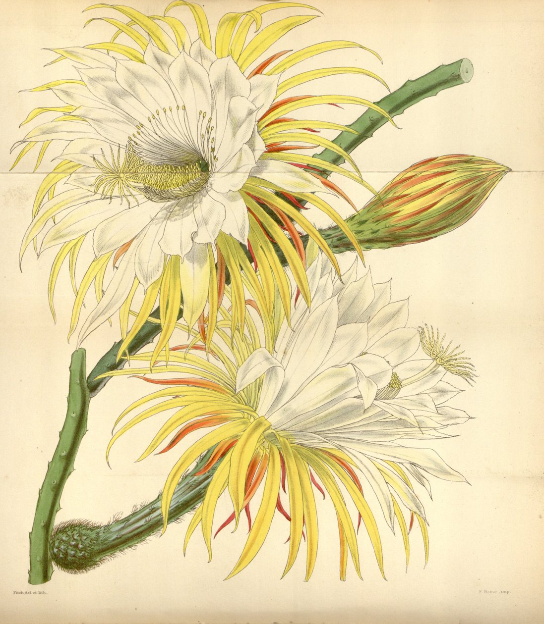 Selenicereus macdonaldiae - Walter Hood Fitch