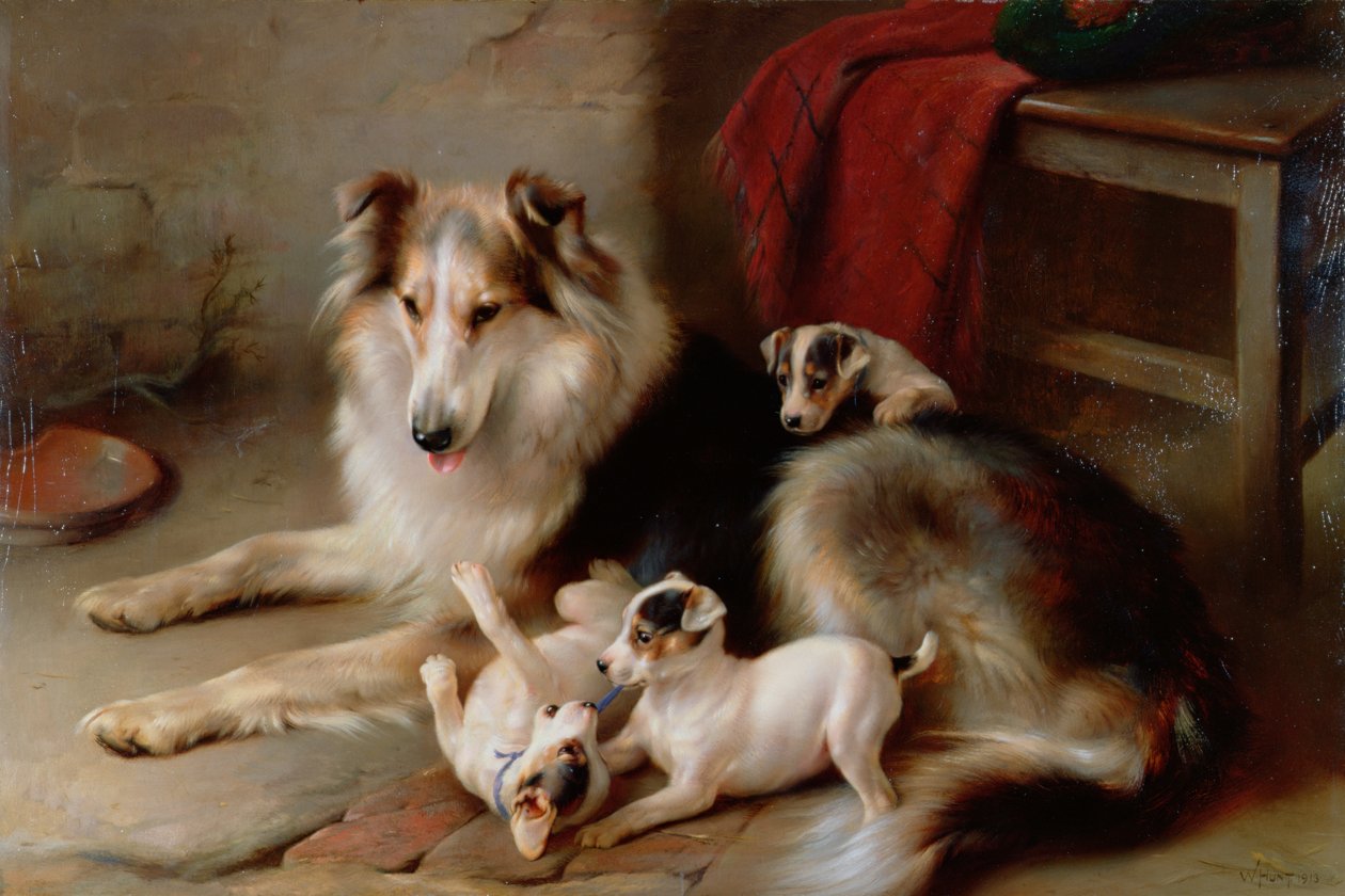 Un Colley avec des Chiots Fox Terrier, 1913 - Walter Hunt