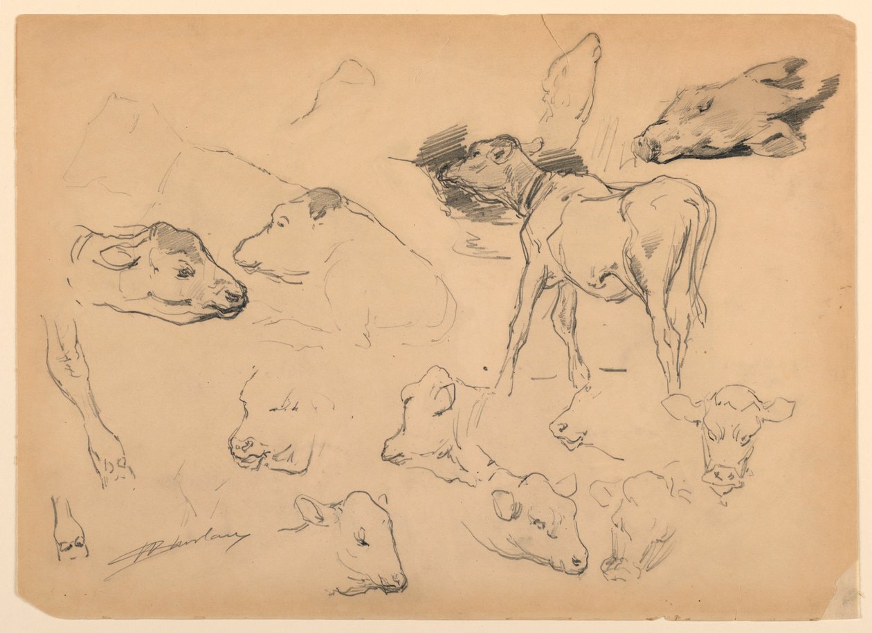 Études de bovins, têtes de moutons et un cochon - Walter Shirlaw