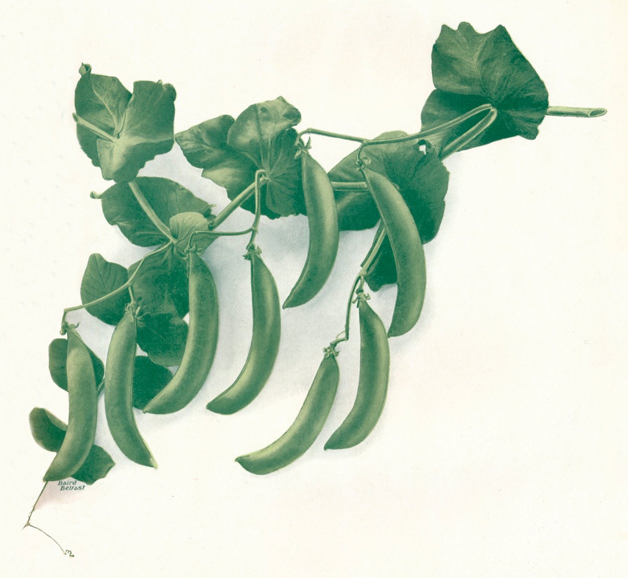 Petits Pois - WandG Baird Ltd