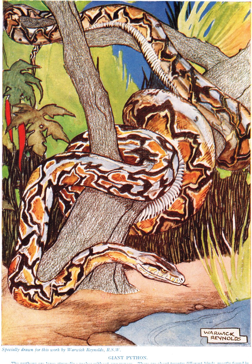 Python géant, illustration de 