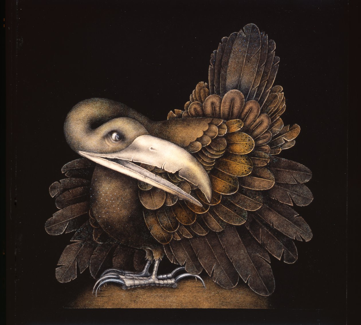 BOMBAX BIRD - Wayne Anderson