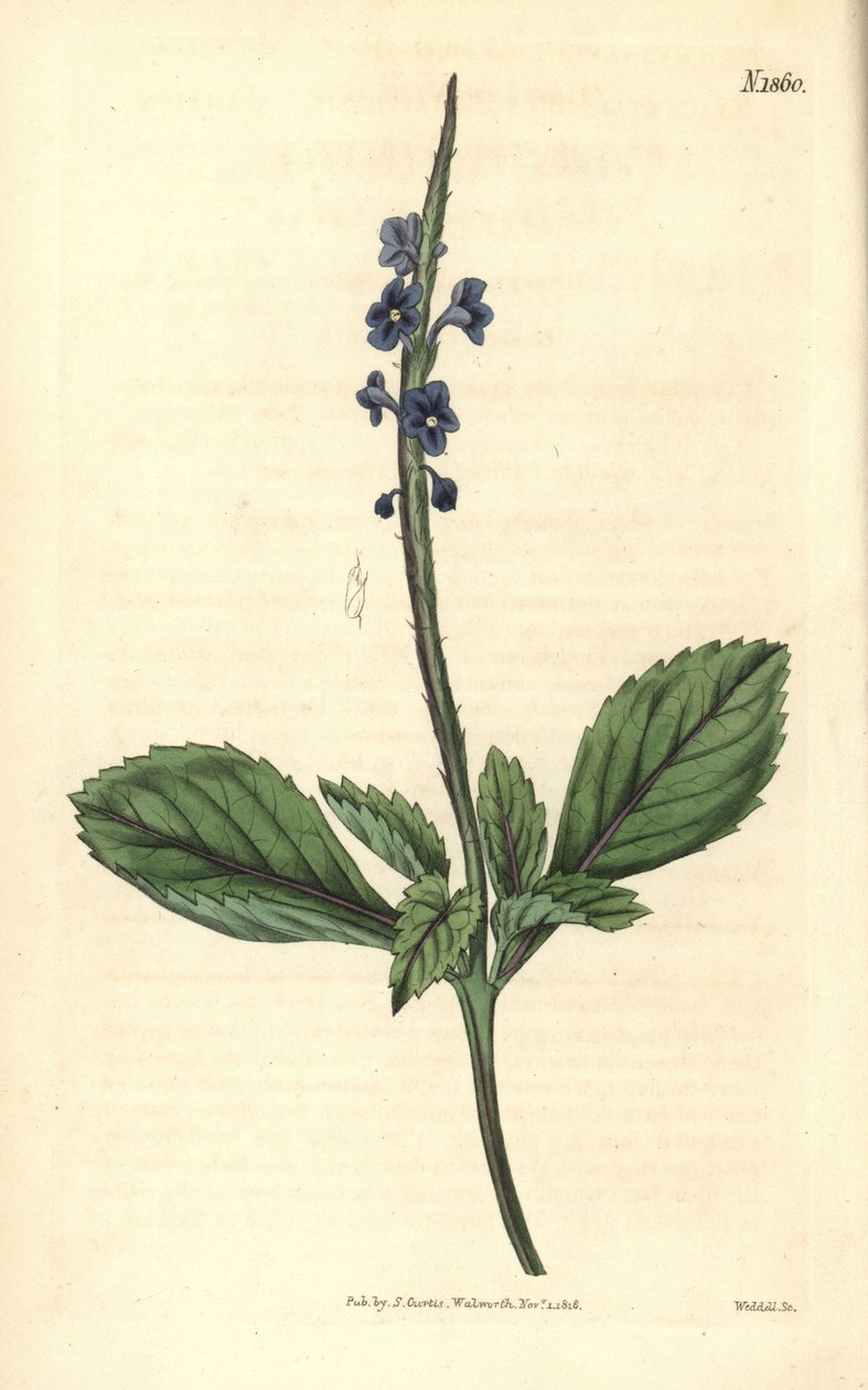 Verveine bleue - Verveine bâtarde de Jamaïque, Stachytarpheta jamaicensis. Gravure sur cuivre coloriée à la main par Weddell, tirée du Curtis