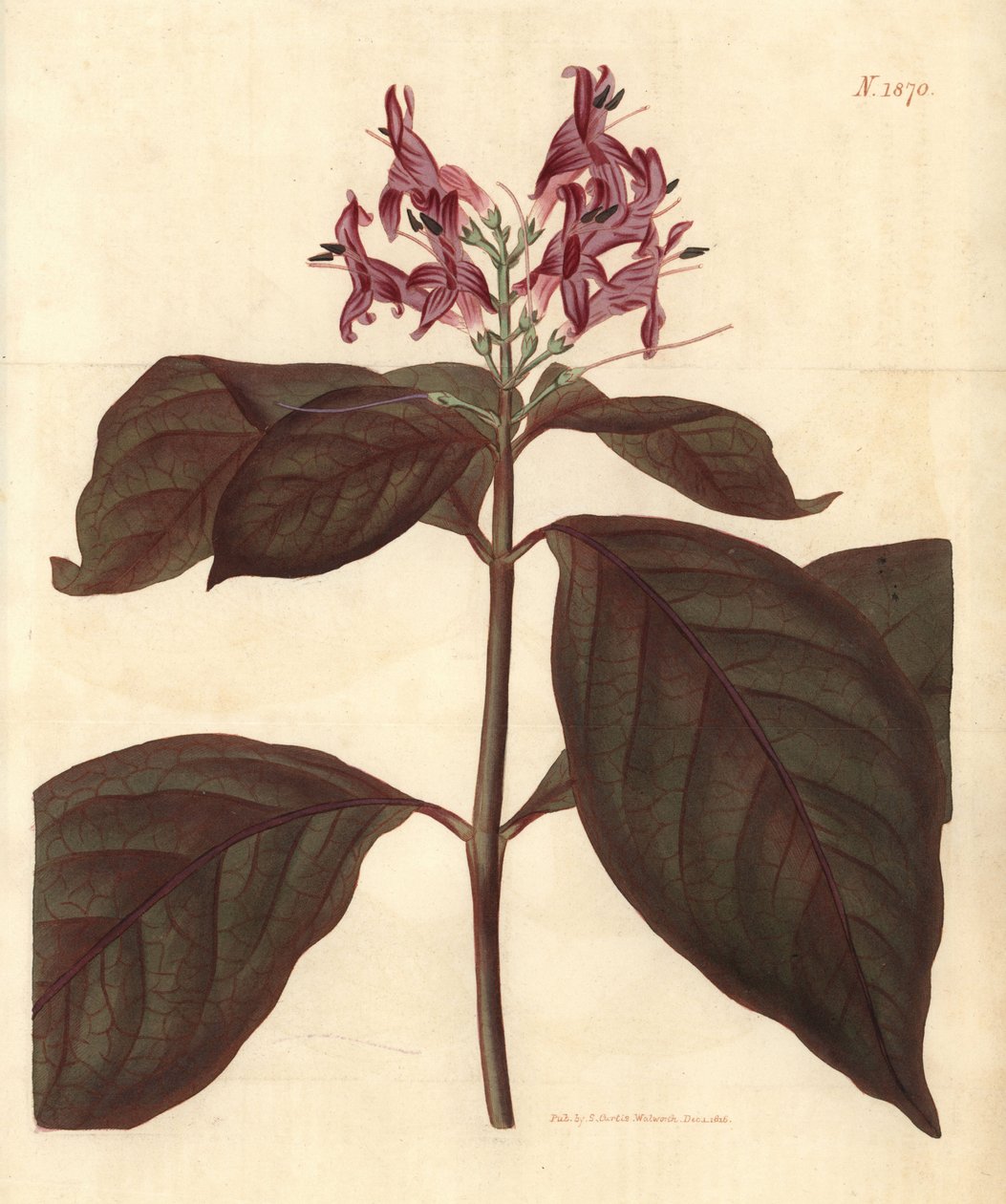 Milch der Jungfrau - Graptophyllum pictum von Weddell Weddell