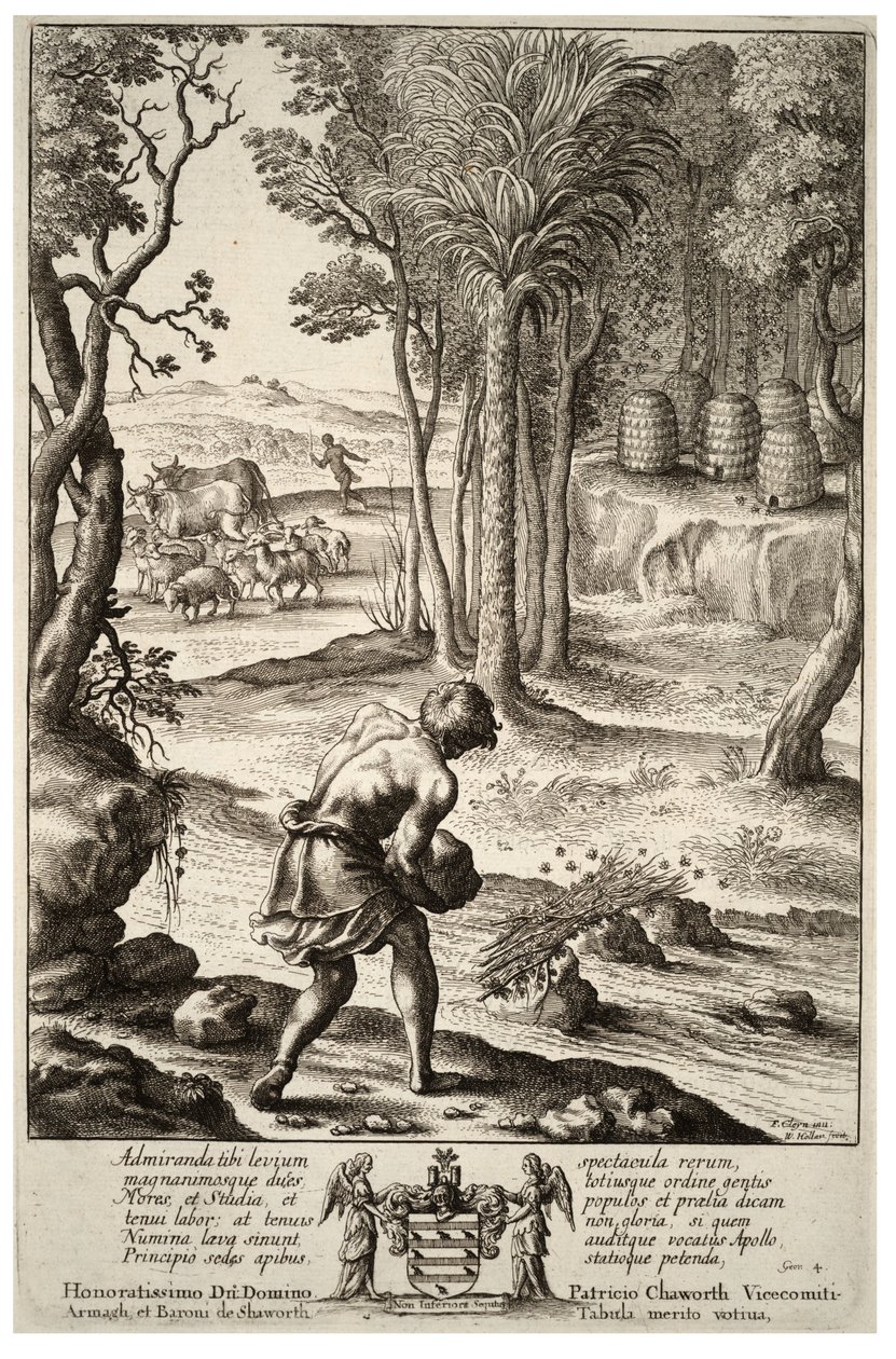 Enruchement des abeilles. État 1 - Wenceslaus Hollar