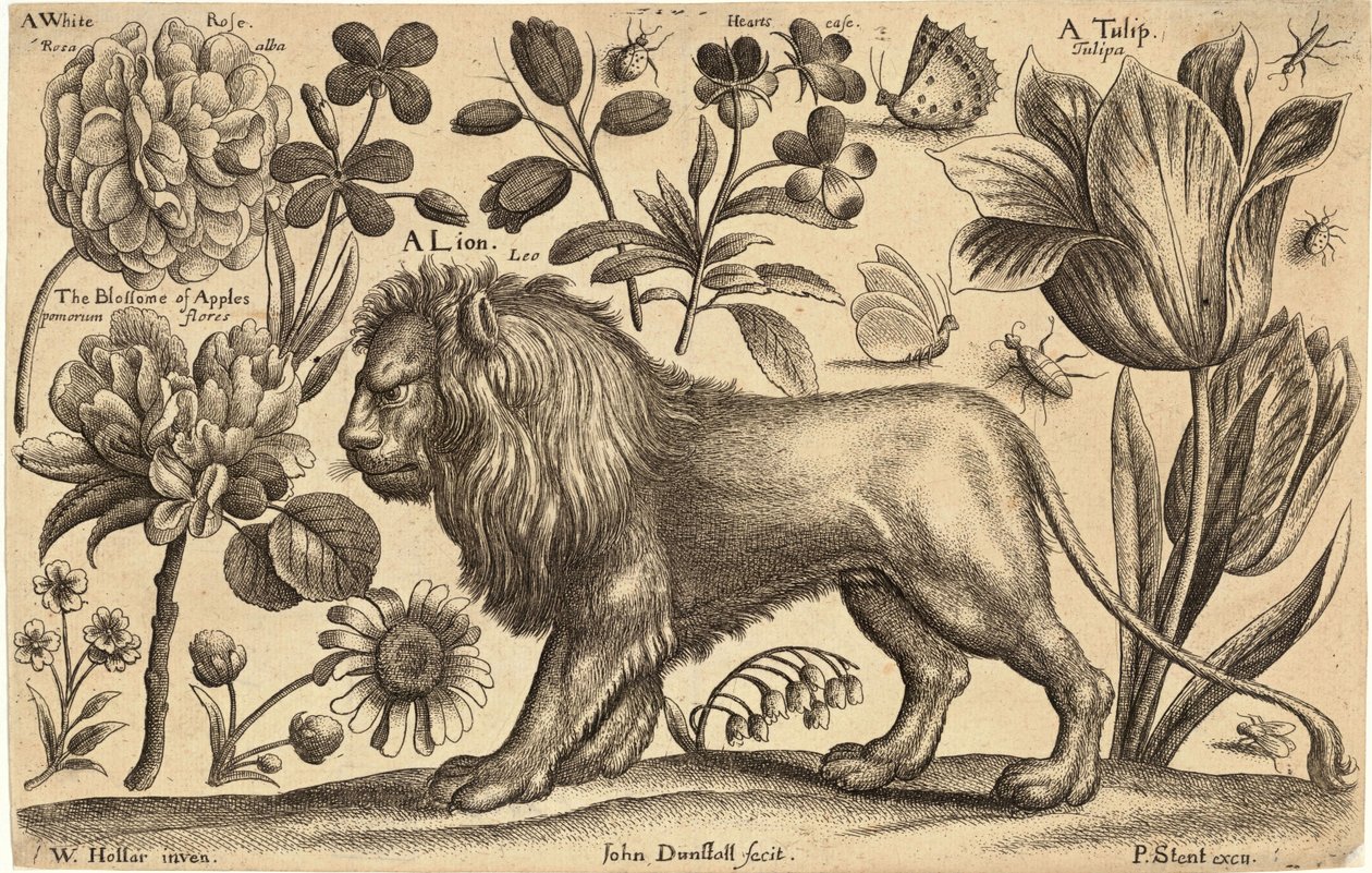 Lion et tulipe - Wenceslaus Hollar