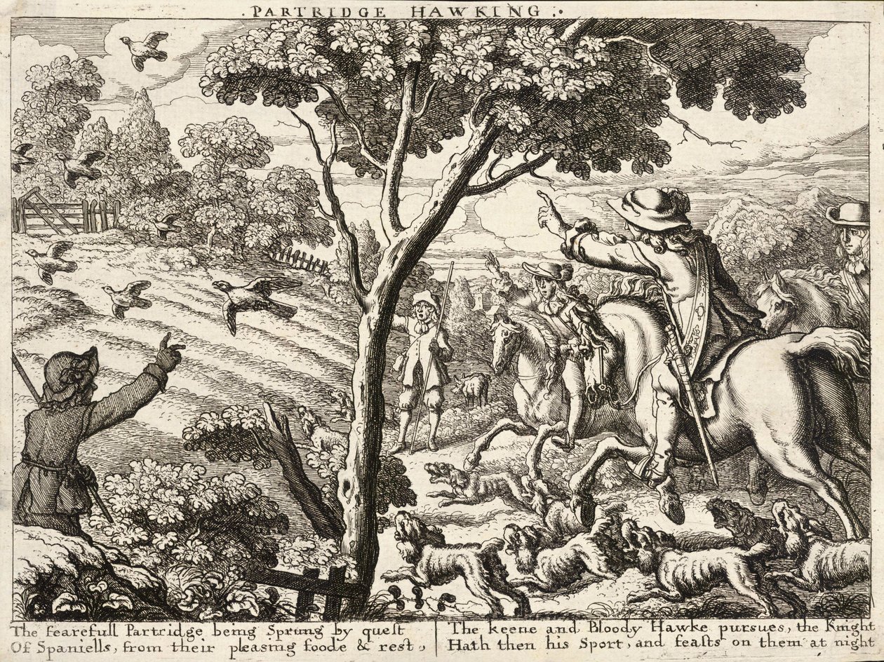 Chasse à la perdrix - Wenceslaus Hollar