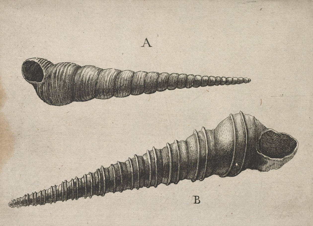 Coquillages (Turritella terebra et T. duplicata L.) - Wenceslaus Hollar
