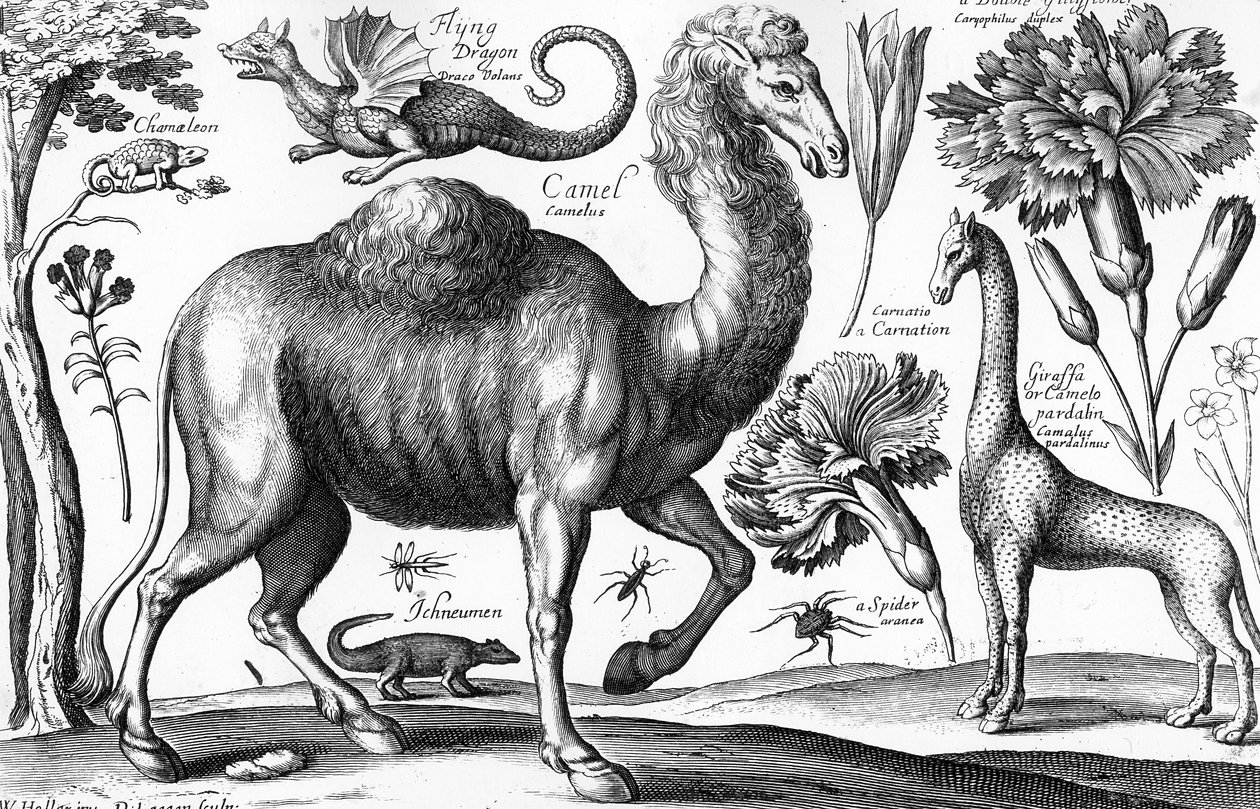 Animalium, Ferarum et Bestiarum, gravé par David Loggan - Wenceslaus (after) Hollar