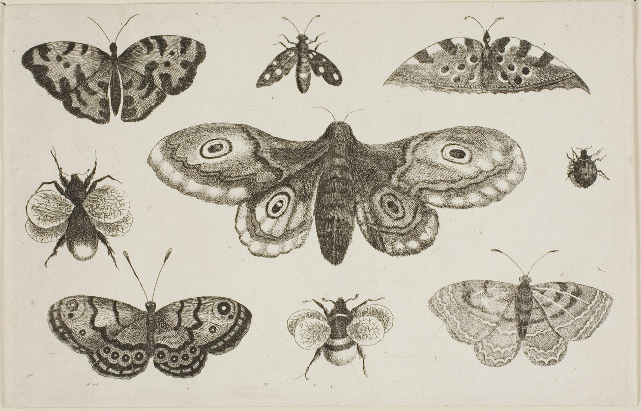 Un papillon de nuit, des papillons et des abeilles - Wenceslaus Hollar
