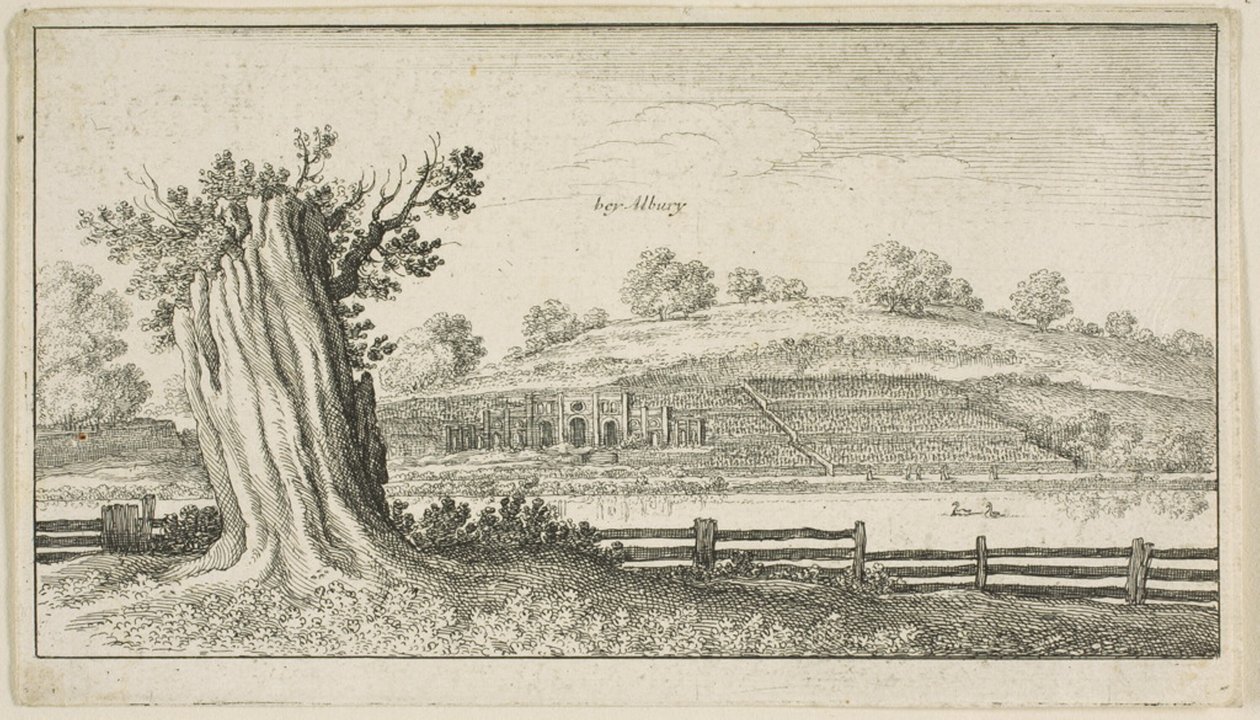 Albury avec une souche d