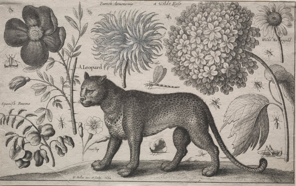 Animaux et plantes : Léopard avec plantes et insectes, 1662 - Wenceslaus Hollar
