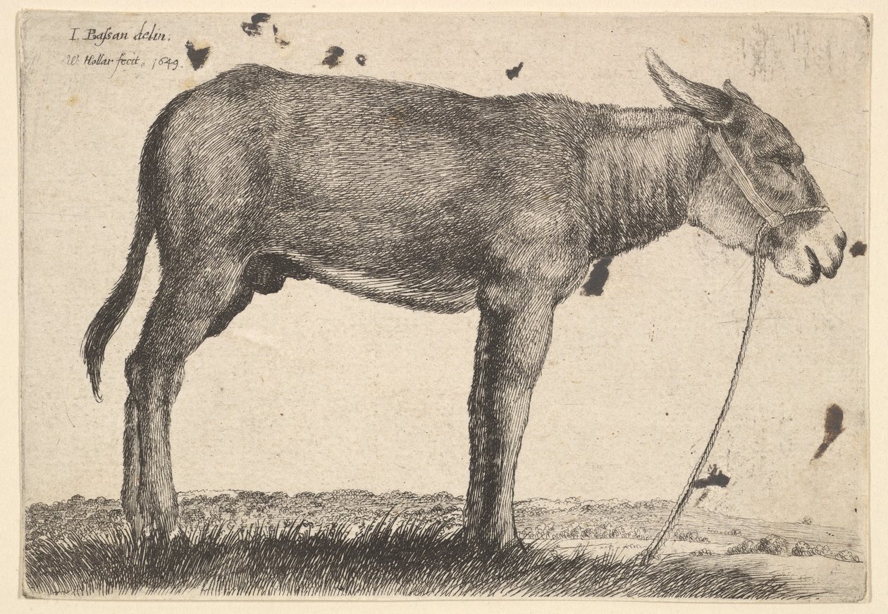 Âne, 1649 - Wenceslaus Hollar