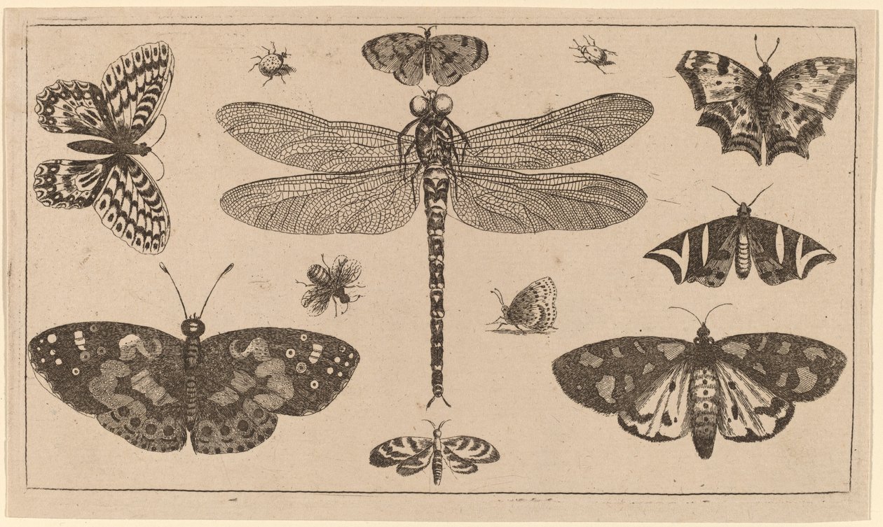Libellule, coccinelles et papillons - Wenceslaus Hollar