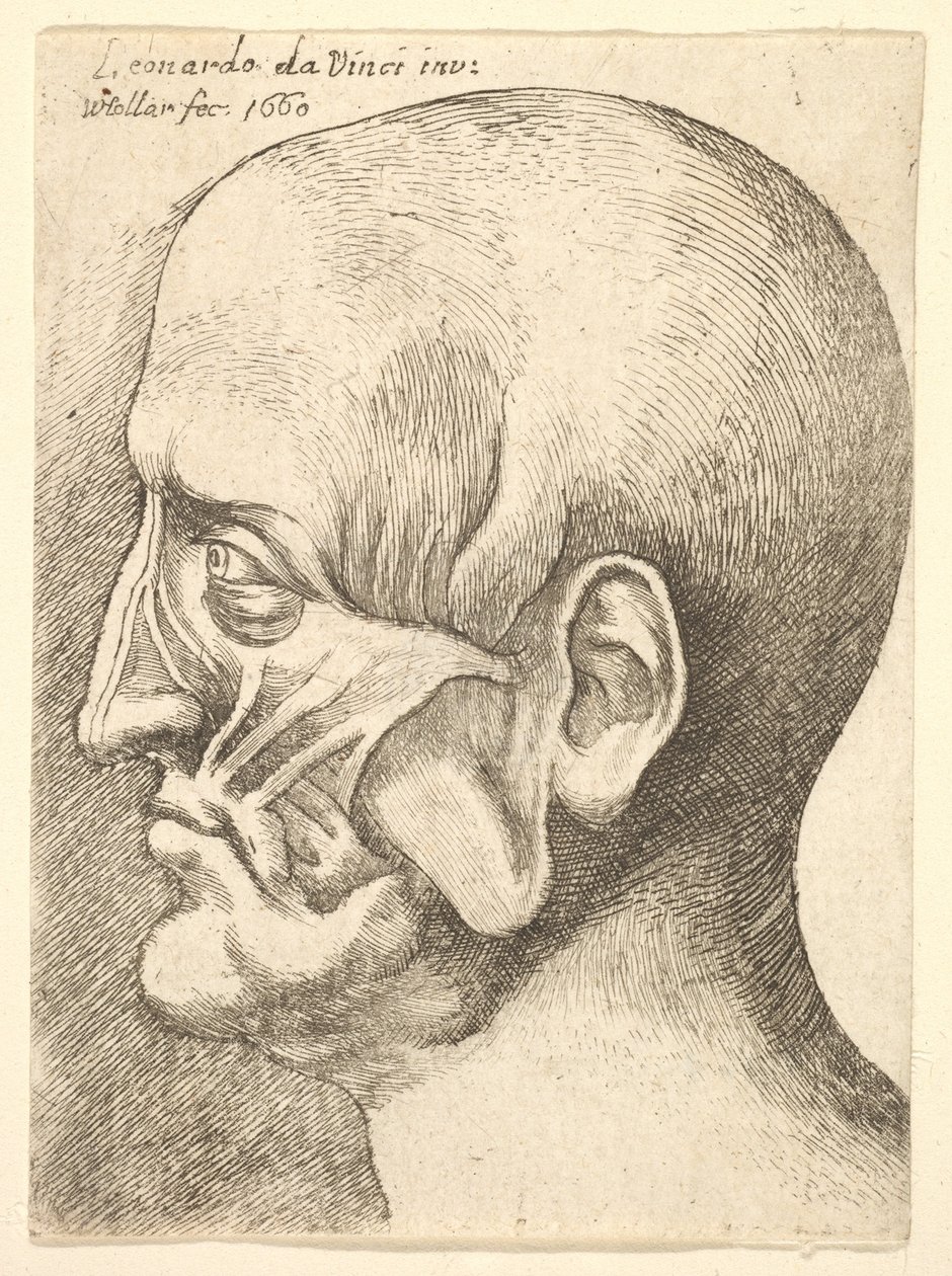 Tête écorchée d