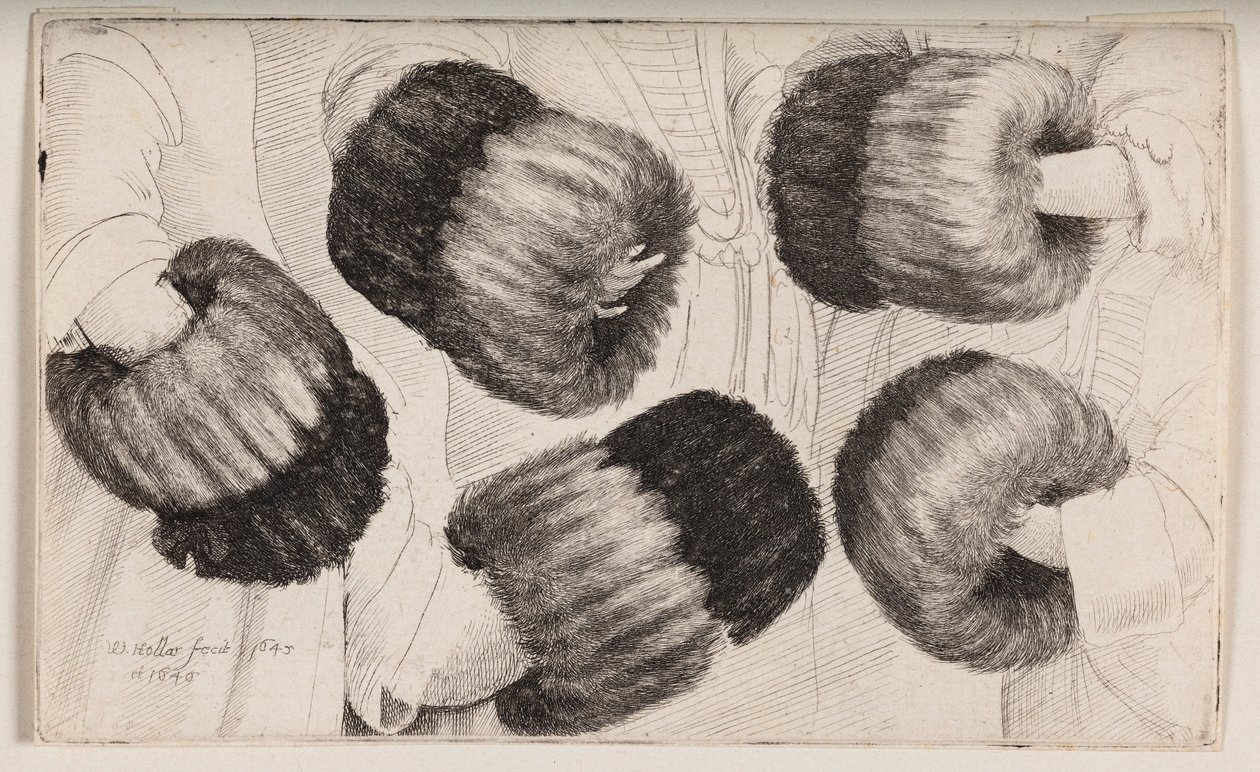 Un manchon vu de cinq façons différentes - Wenceslaus Hollar
