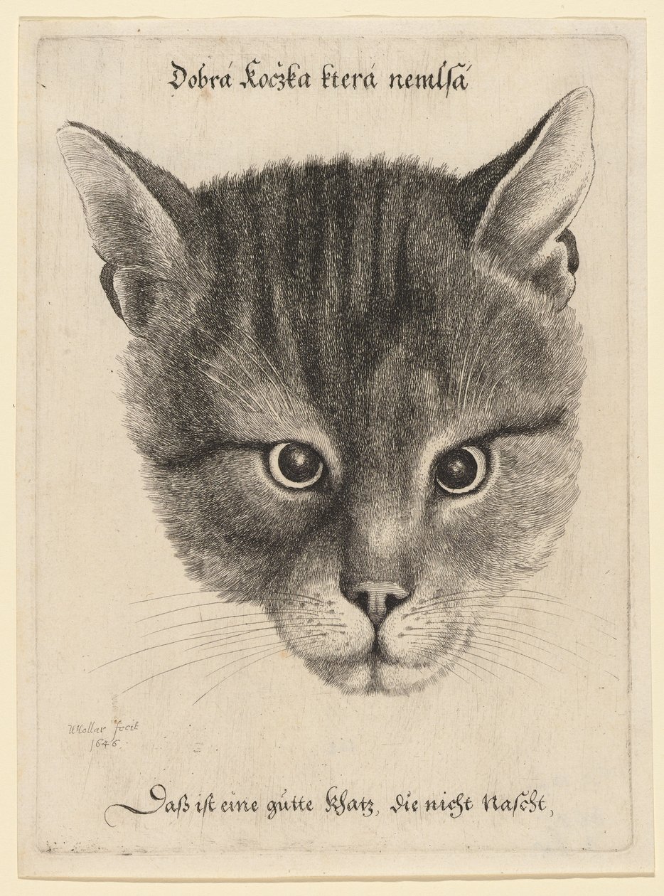 Tête de chat, taille moyenne - Wenceslaus Hollar