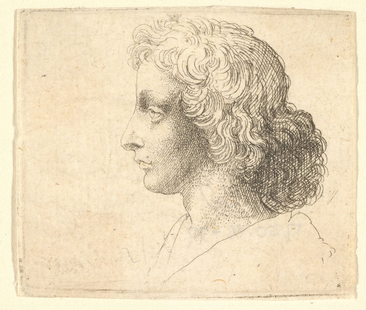 Tête de jeune homme aux cheveux longs de profil à gauche, 1644-52 - Wenceslaus Hollar