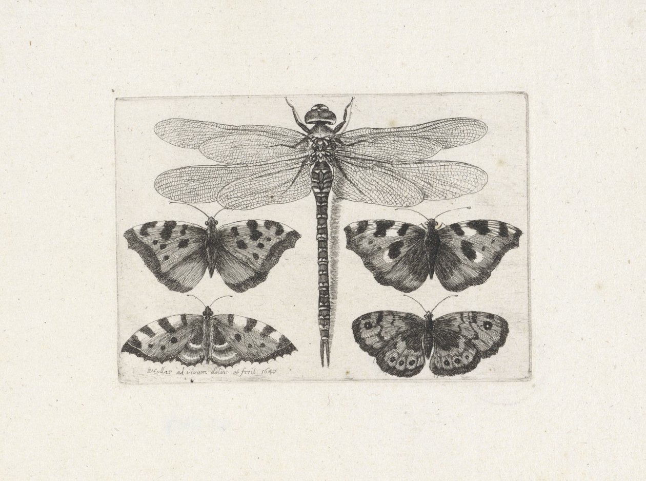 Libellule et quatre papillons - Wenceslaus Hollar