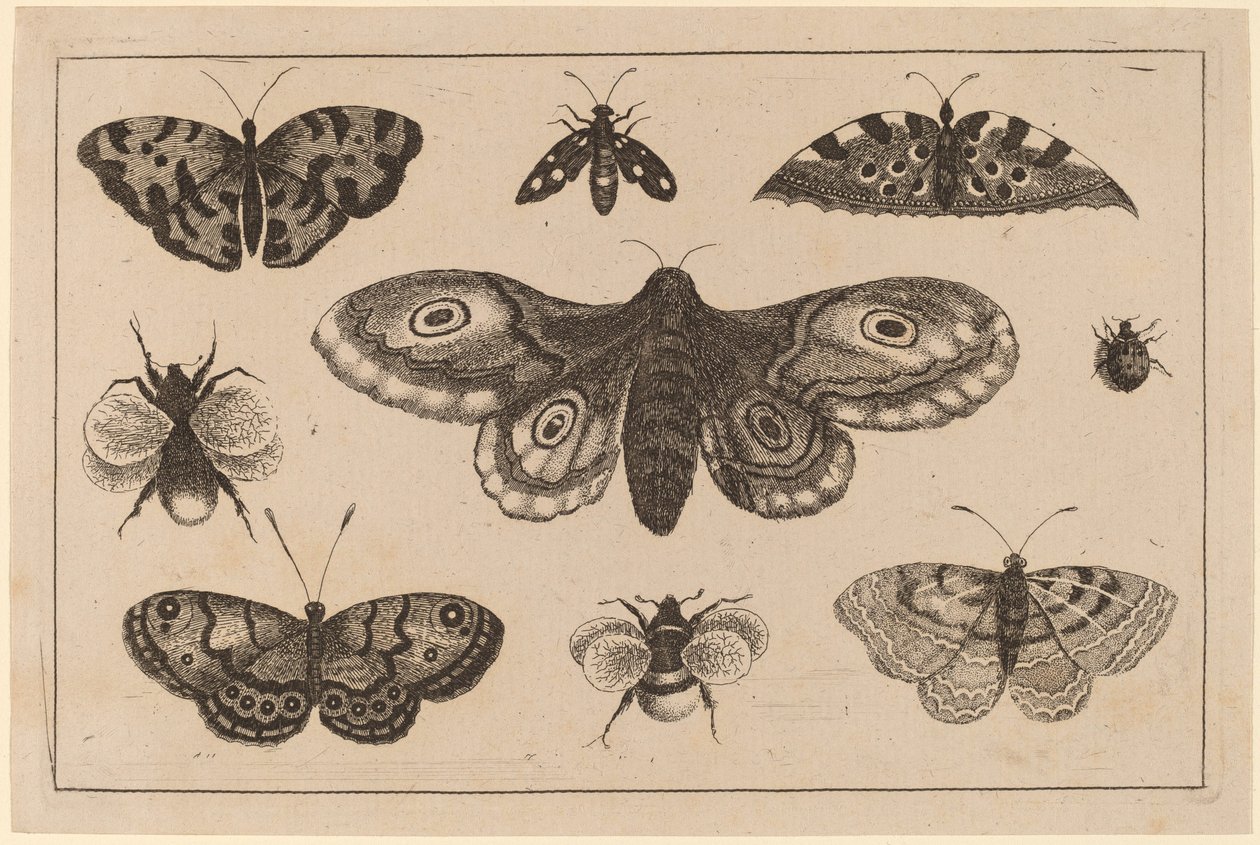 Papillon, papillons et abeilles - Wenceslaus Hollar