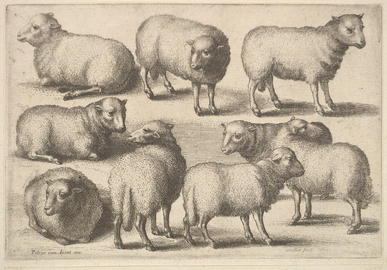 Neuf moutons - Wenceslaus Hollar