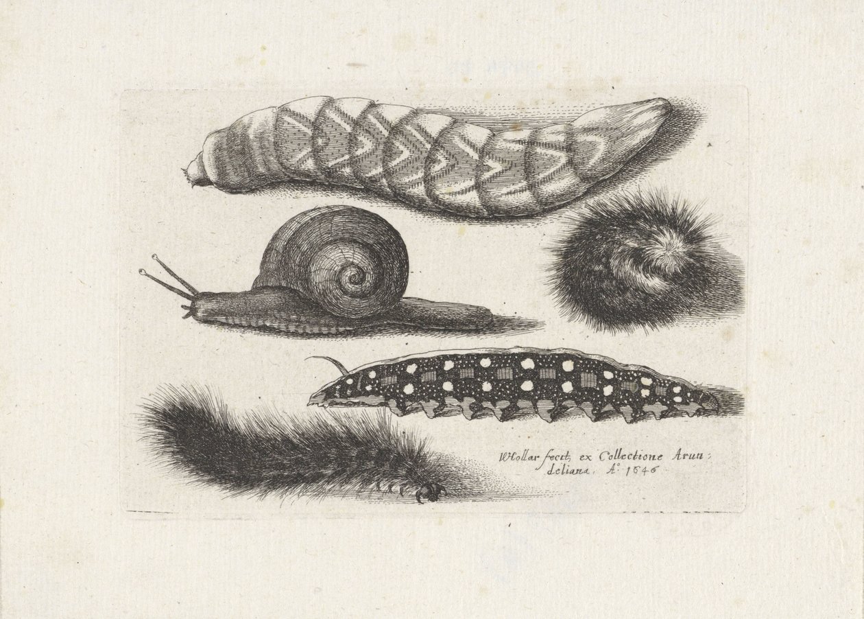 Rupsen en een slak - Wenceslaus Hollar