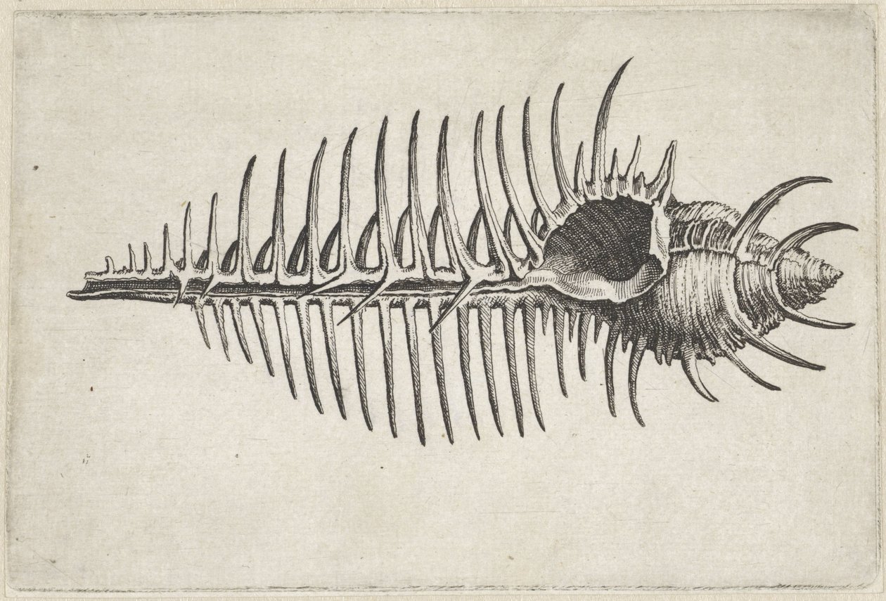 Coquille, murex pecten - Wenceslaus Hollar