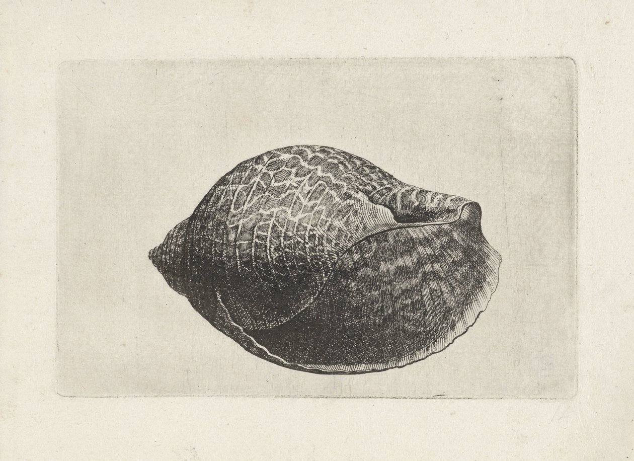 Coquille, tonna perdix - Wenceslaus Hollar