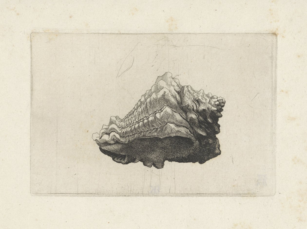 Coquille, vasum muricatum born - Wenceslaus Hollar