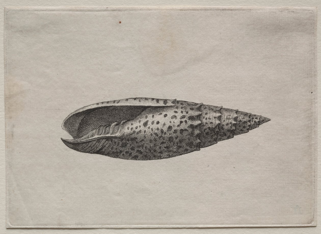 Coquillages : Mitra papalis L, c. 1640s - Wenceslaus Hollar
