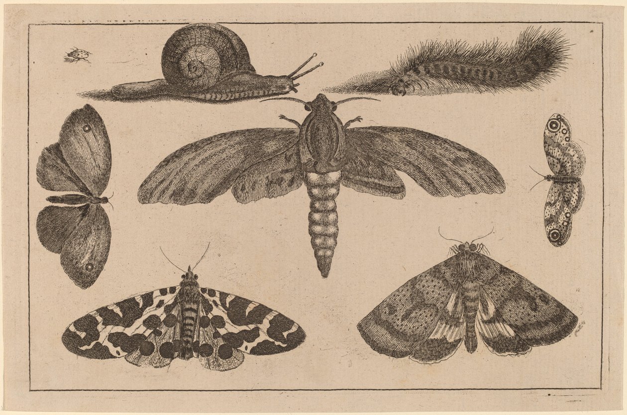 Six Insectes, une Chenille, et un Escargot - Wenceslaus Hollar