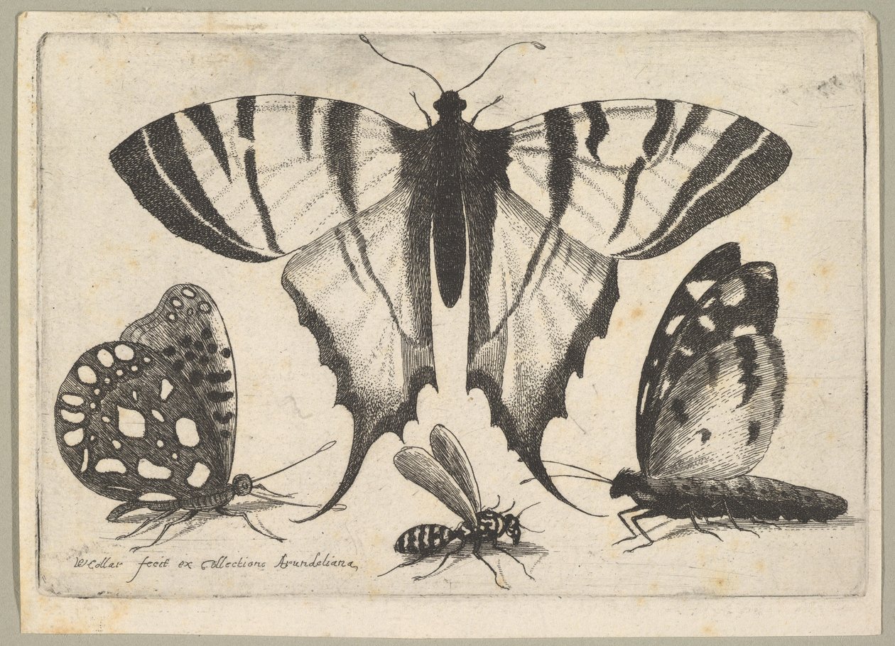 Trois Papillons et une Guêpe, 1646 - Wenceslaus Hollar